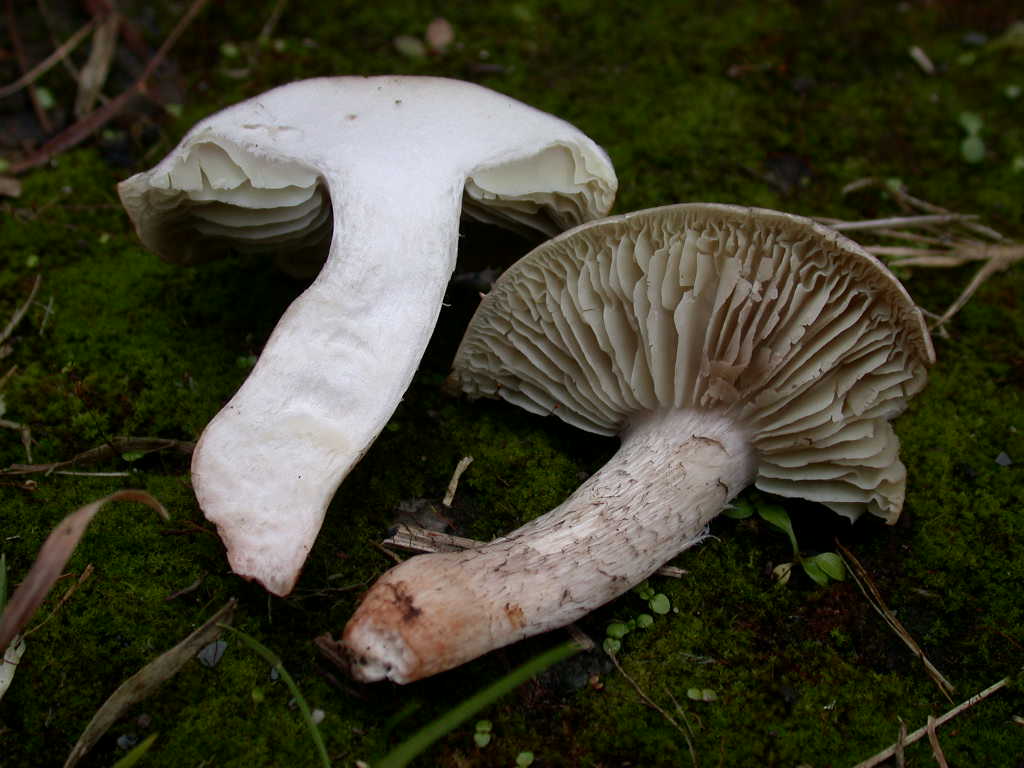 Tricholoma ... var .... fo ....